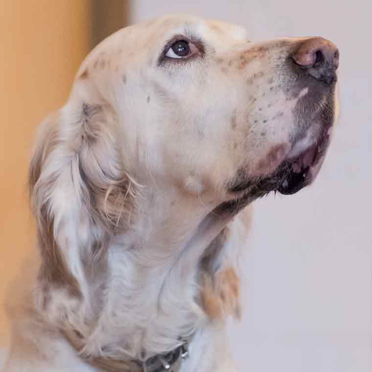 bowie kanzleihund